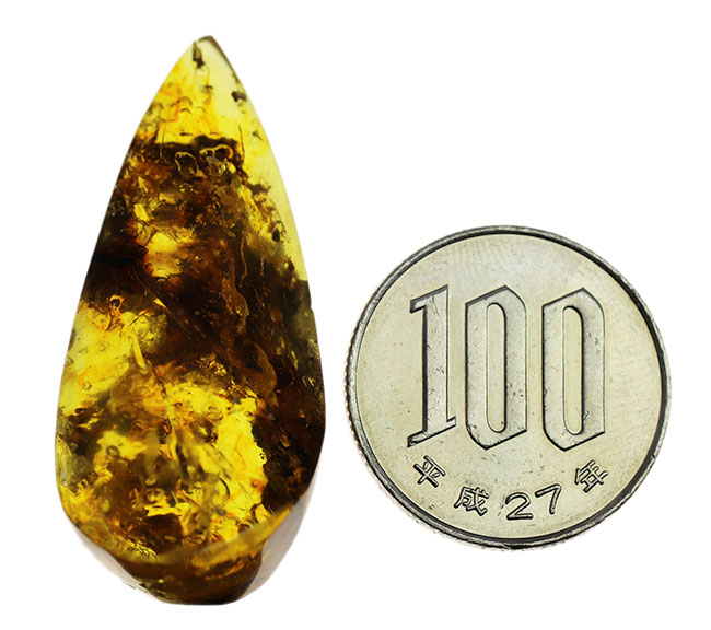 4000万年前の植物片や気泡を内包した、透明度の高いバルト海産琥珀(Amber)。美しい琥珀色を呈します(その12)