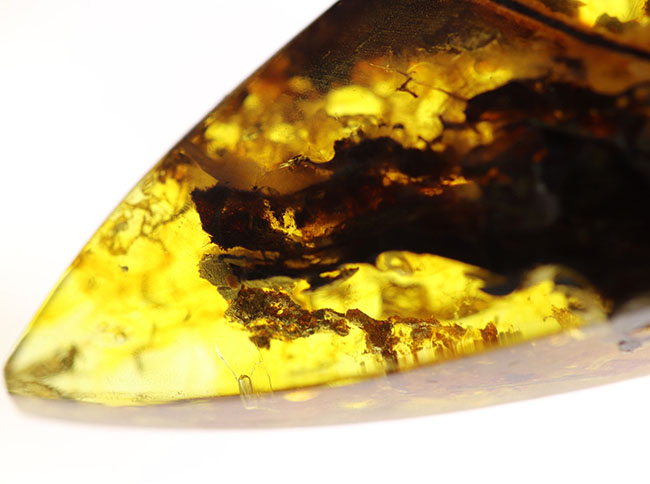 4000万年前の植物片や気泡を内包した、透明度の高いバルト海産琥珀(Amber)。美しい琥珀色を呈します(その4)
