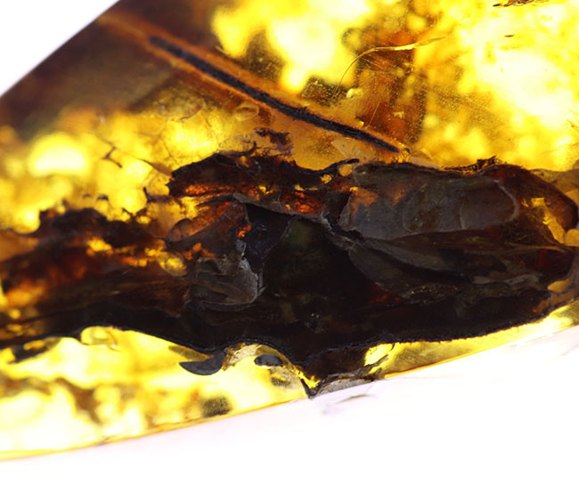 ４０００万年前の植物片や気泡を内包した、透明度の高いバルト海産琥珀（Amber）。美しい琥珀色を呈します（その5）