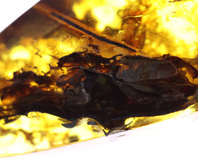 4000万年前の植物片や気泡を内包した、透明度の高いバルト海産琥珀(Amber)。美しい琥珀色を呈します(その5)