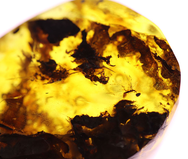 4000万年前の植物片や気泡を内包した、透明度の高いバルト海産琥珀(Amber)。美しい琥珀色を呈します(その6)