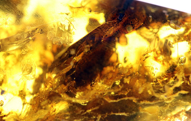 4000万年前の植物片や気泡を内包した、透明度の高いバルト海産琥珀(Amber)。美しい琥珀色を呈します(その9)