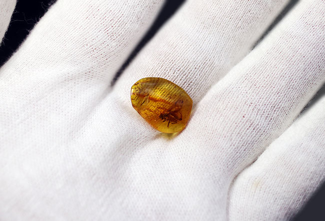 まさにタイムカプセル！レアなシギアブ科の虫を内包した、バルト海産虫
