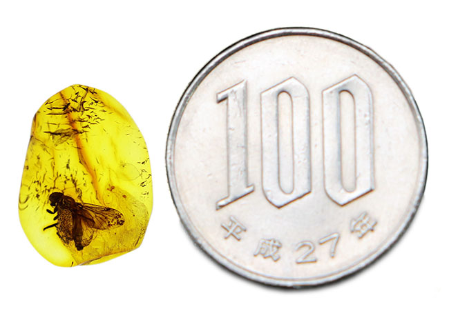 まさにタイムカプセル！レアなシギアブ科の虫を内包した、バルト海産虫