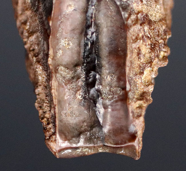 ナイスサイズ！典型的な特徴が観察できるあの有名恐竜、トリケラトプス