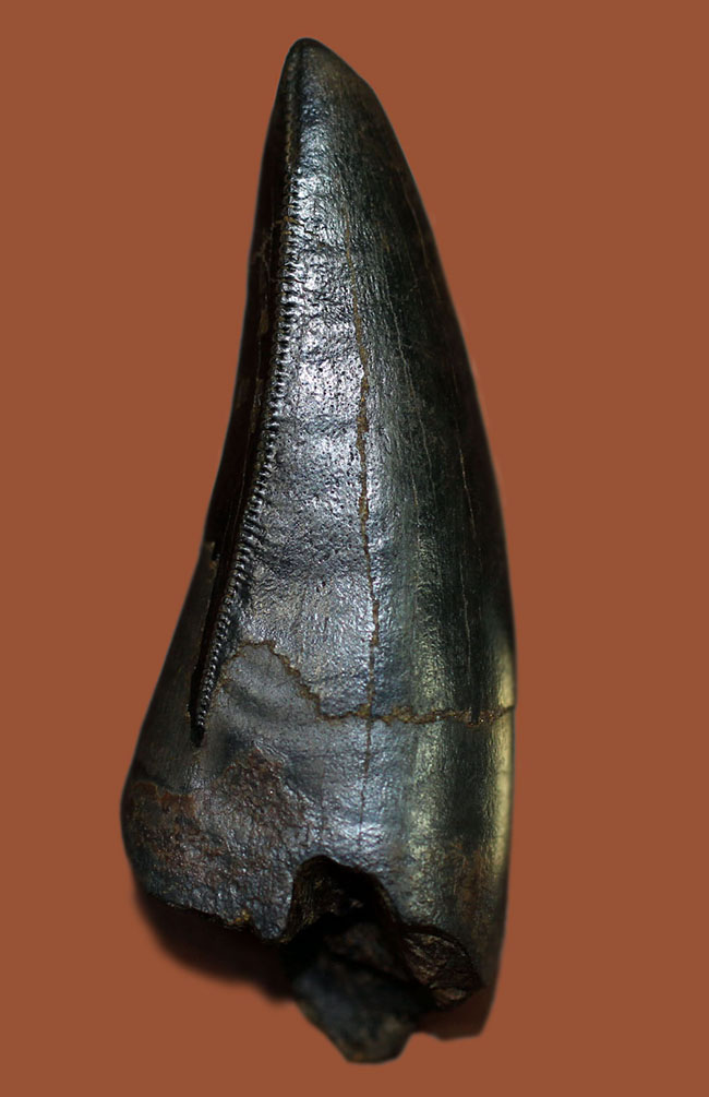 ５８ミリのジェム、必見！ティラノサウルス・レックスのシンボル！前上顎骨歯のパーフェクト標本。（その1）