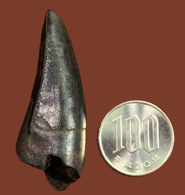 ５８ミリのジェム、必見！ティラノサウルス・レックスのシンボル！前上顎骨歯のパーフェクト標本。（その15）