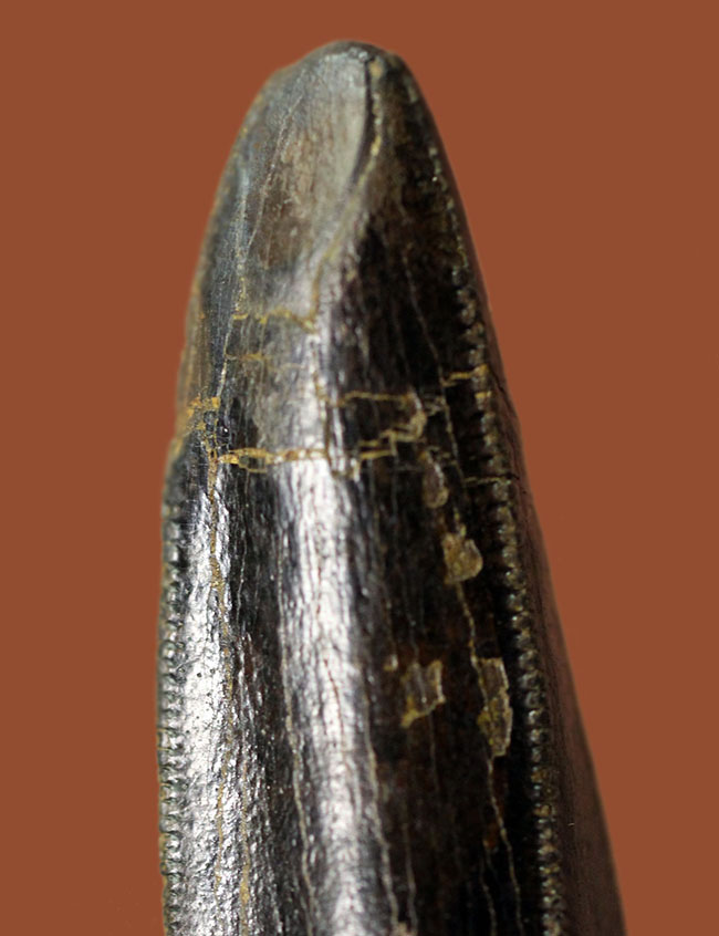 ５８ミリのジェム、必見！ティラノサウルス・レックスのシンボル！前上顎骨歯のパーフェクト標本。（その3）