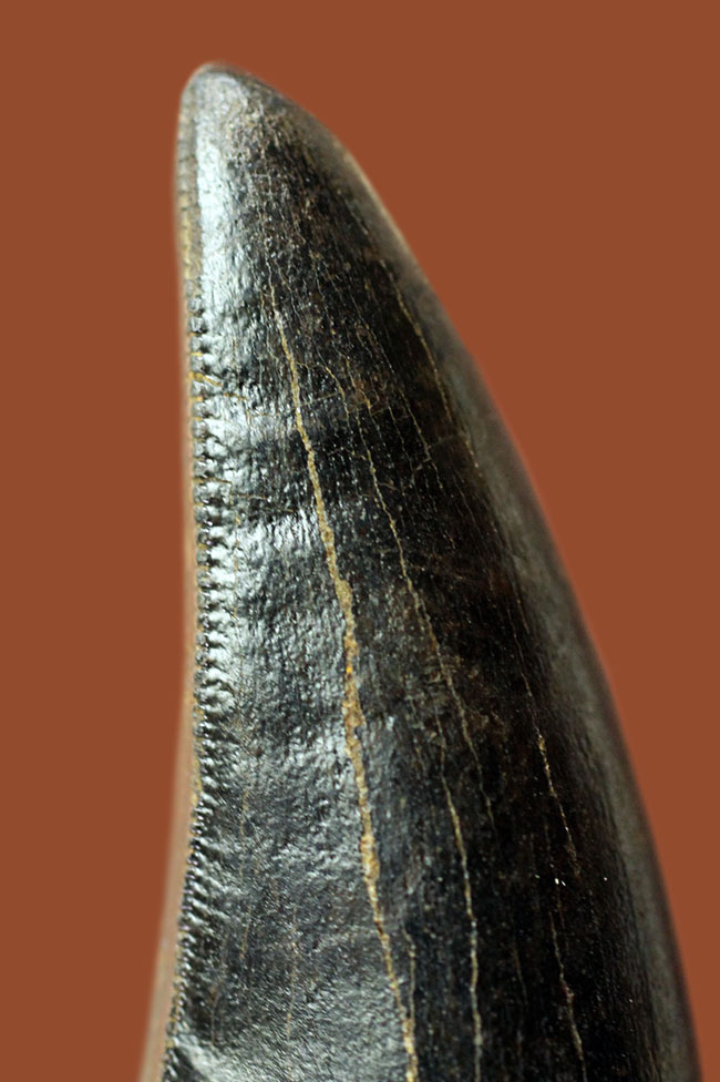 ５８ミリのジェム、必見！ティラノサウルス・レックスのシンボル！前上顎骨歯のパーフェクト標本。（その8）