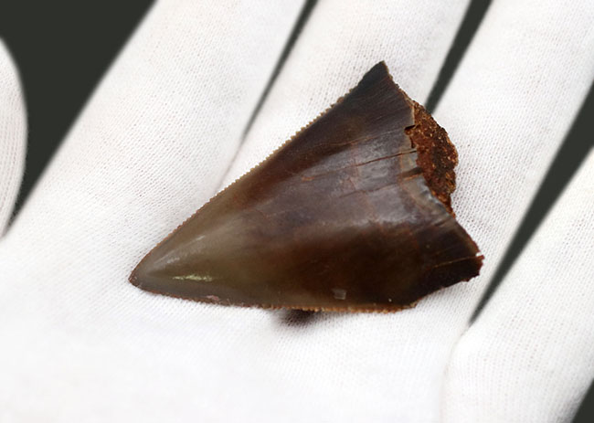 非常にレア!珍しい産地、色・質感、エナメル質・セレーションの保存状態は感涙もの!山形県鮎川村産、希少な国産サメの歯化石(その7)