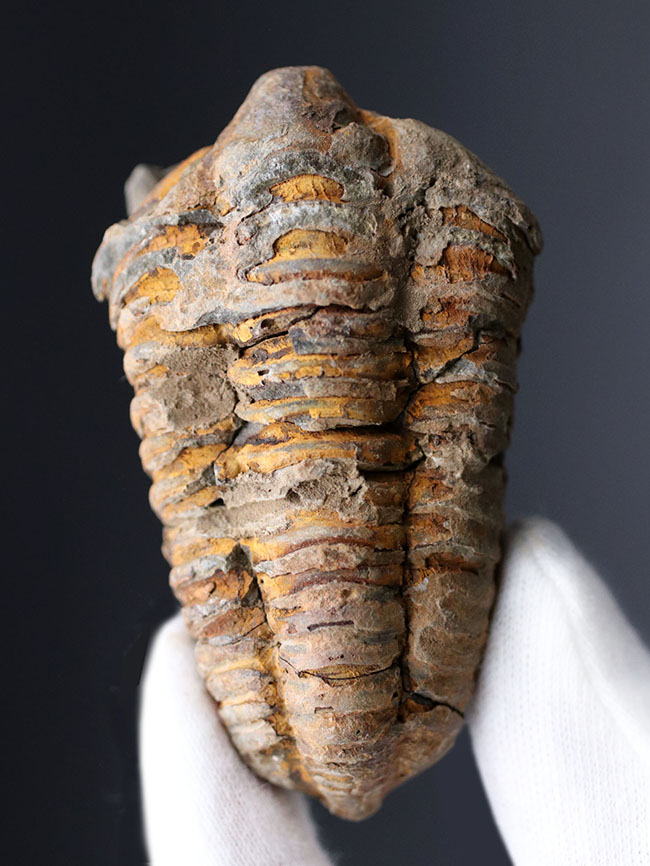 初期の三葉虫の一つ、芋虫のようなフォルムが特徴的、モロッコ産ディアカリメネ・ウーズレグイ（Diacalymene ouzregui）（その1）