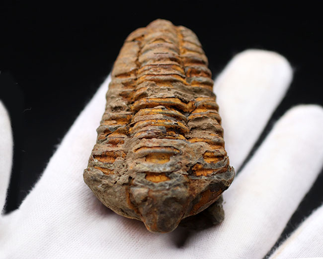 初期の三葉虫の一つ、芋虫のようなフォルムが特徴的、モロッコ産ディアカリメネ・ウーズレグイ（Diacalymene ouzregui）（その5）
