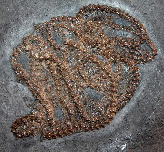 少なくとも採集から４０年以上経過しているオールドコレクション。超希少、博物館級、ドイツ・メッセルピット（およそ５０００万年前の地層）から採集されたボア科のヘビの化石（その1）