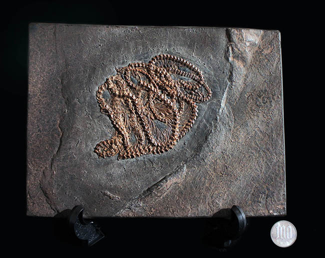 少なくとも採集から４０年以上経過しているオールドコレクション。超希少、博物館級、ドイツ・メッセルピット（およそ５０００万年前の地層）から採集されたボア科のヘビの化石（その11）