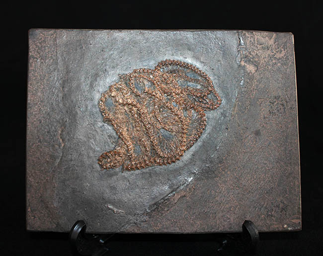 少なくとも採集から４０年以上経過しているオールドコレクション。超希少、博物館級、ドイツ・メッセルピット（およそ５０００万年前の地層）から採集されたボア科のヘビの化石（その2）