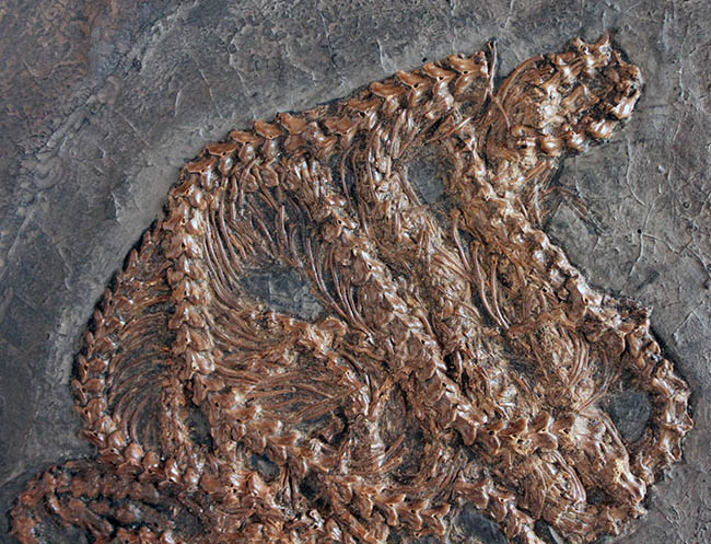 少なくとも採集から４０年以上経過しているオールドコレクション。超希少、博物館級、ドイツ・メッセルピット（およそ５０００万年前の地層）から採集されたボア科のヘビの化石（その3）