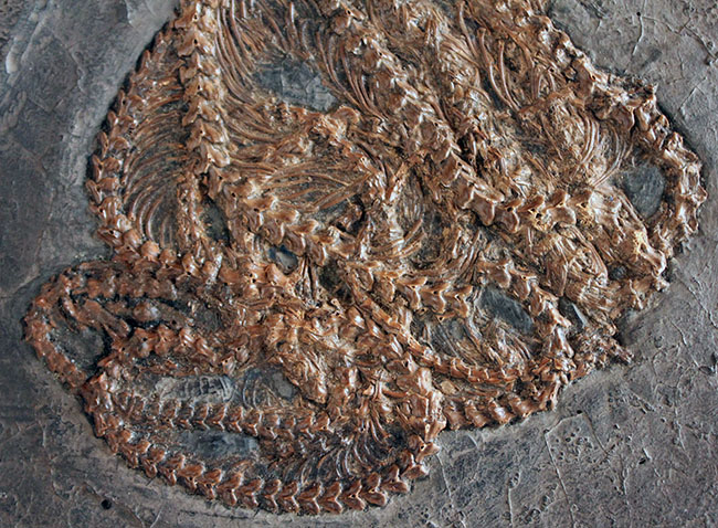 少なくとも採集から４０年以上経過しているオールドコレクション。超希少、博物館級、ドイツ・メッセルピット（およそ５０００万年前の地層）から採集されたボア科のヘビの化石（その4）