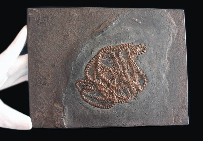 少なくとも採集から４０年以上経過しているオールドコレクション。超希少、博物館級、ドイツ・メッセルピット（およそ５０００万年前の地層）から採集されたボア科のヘビの化石（その5）
