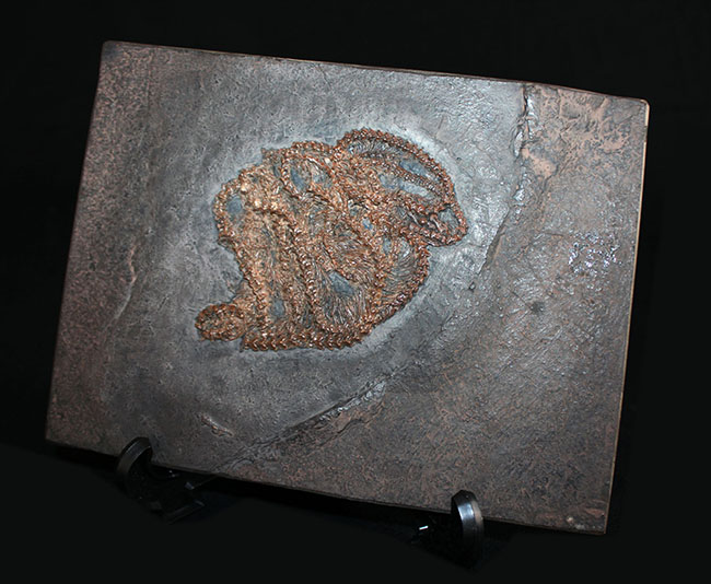 少なくとも採集から４０年以上経過しているオールドコレクション。超希少、博物館級、ドイツ・メッセルピット（およそ５０００万年前の地層）から採集されたボア科のヘビの化石（その7）