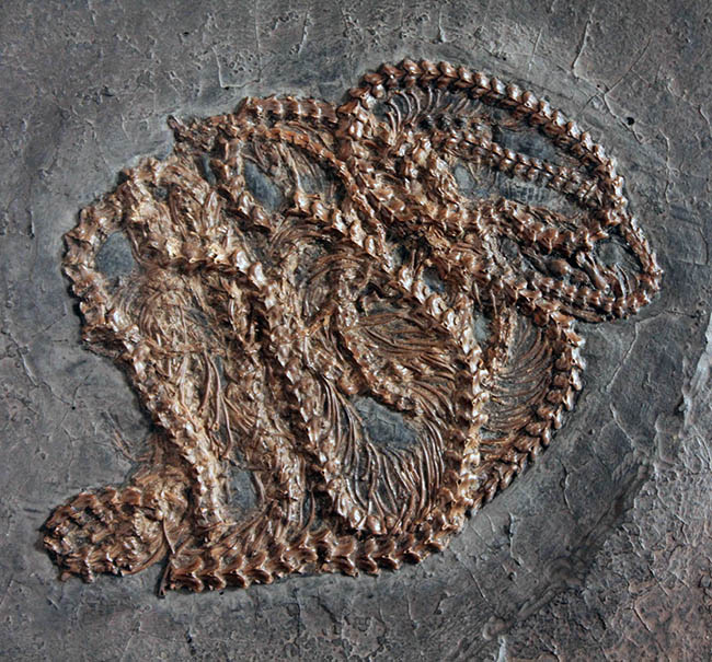 少なくとも採集から４０年以上経過しているオールドコレクション。超希少、博物館級、ドイツ・メッセルピット（およそ５０００万年前の地層）から採集されたボア科のヘビの化石（その8）