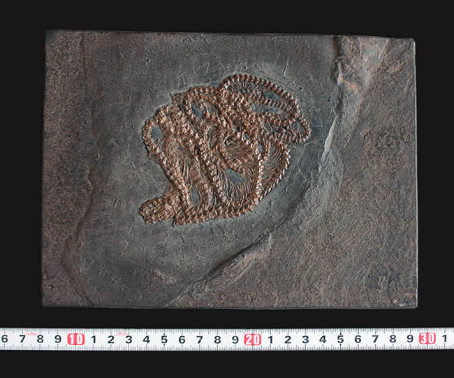 少なくとも採集から４０年以上経過しているオールドコレクション。超希少、博物館級、ドイツ・メッセルピット（およそ５０００万年前の地層）から採集されたボア科のヘビの化石（その9）