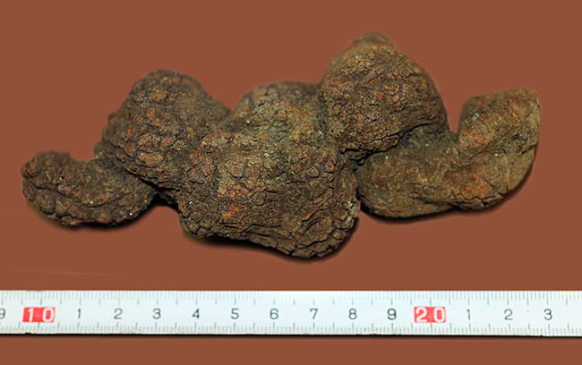 ずっしり！古代の水棲生物（おそらくは大型のウミガメ）の糞化石（コプロライト）。極上の保存状態。（その5）