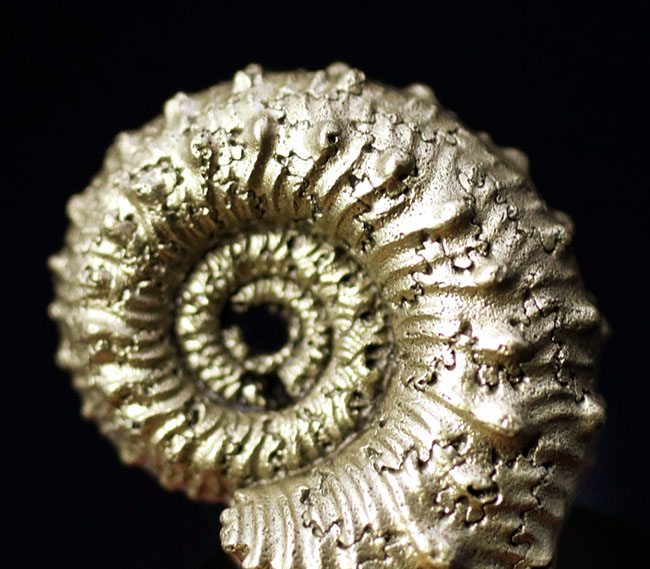 およそ約１億６千万年前のジュラ紀カロビアン期の黄鉄鉱化されたアンモナイト、コスモセラス（Kosmoceras sp.）（その1）