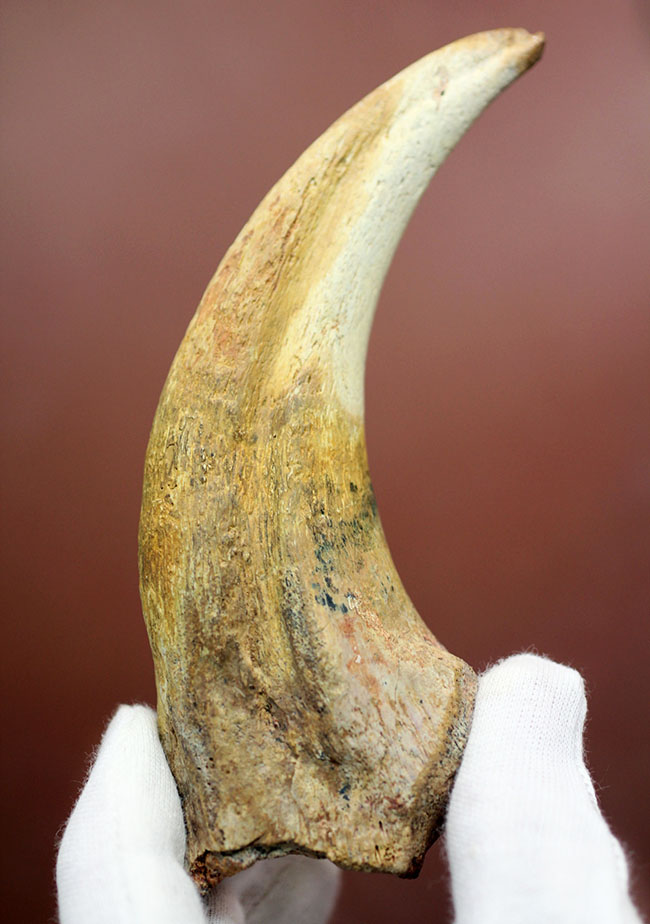 数年に一度、最高峰のコレクションの一つ。カルカロドントサウルスの「ハンド」クロウ。サイズ、状態ともにベストオブベスト。（その1）