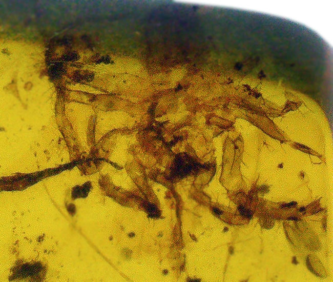 ルーペで蜘蛛（クモ）を見つけてください！恐竜時代の琥珀として名高いミャンマー産の琥珀、バーマイト（Burmite）（その1）