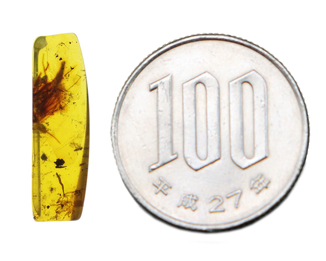 ルーペで蜘蛛（クモ）を見つけてください！恐竜時代の琥珀として名高いミャンマー産の琥珀、バーマイト（Burmite）（その10）