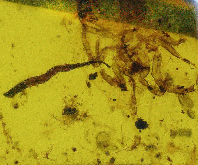 ルーペで蜘蛛（クモ）を見つけてください！恐竜時代の琥珀として名高いミャンマー産の琥珀、バーマイト（Burmite）（その3）