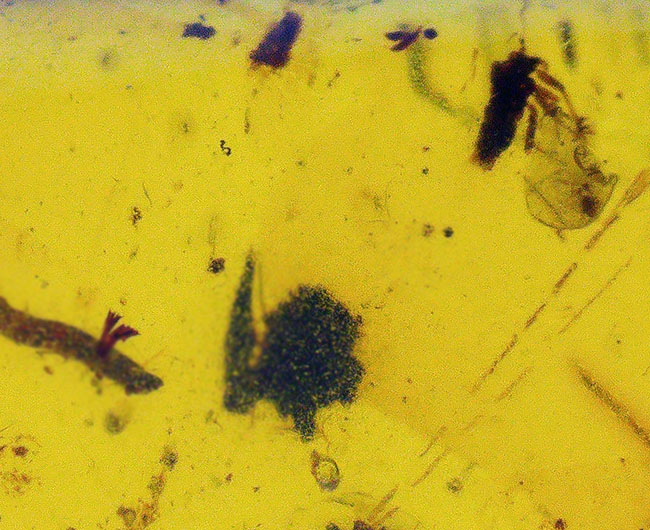 ルーペで蜘蛛（クモ）を見つけてください！恐竜時代の琥珀として名高いミャンマー産の琥珀、バーマイト（Burmite）（その6）
