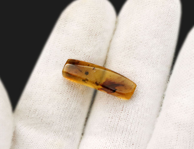 ルーペで蜘蛛（クモ）を見つけてください！恐竜時代の琥珀として名高いミャンマー産の琥珀、バーマイト（Burmite）（その8）