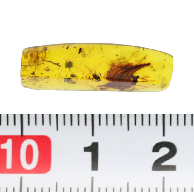ルーペで蜘蛛（クモ）を見つけてください！恐竜時代の琥珀として名高いミャンマー産の琥珀、バーマイト（Burmite）（その9）