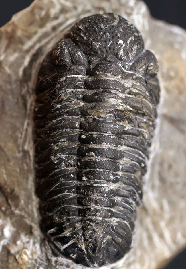 モロッコ産のデボン紀の三葉虫、ファコプスの仲間。細かな突起、複眼のレンズが残存（その2）