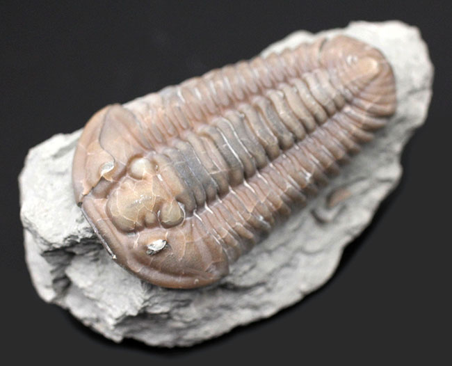 三葉虫 [FC92] フレキシカリメネ 化石 フレキシカリメネ(三葉虫)