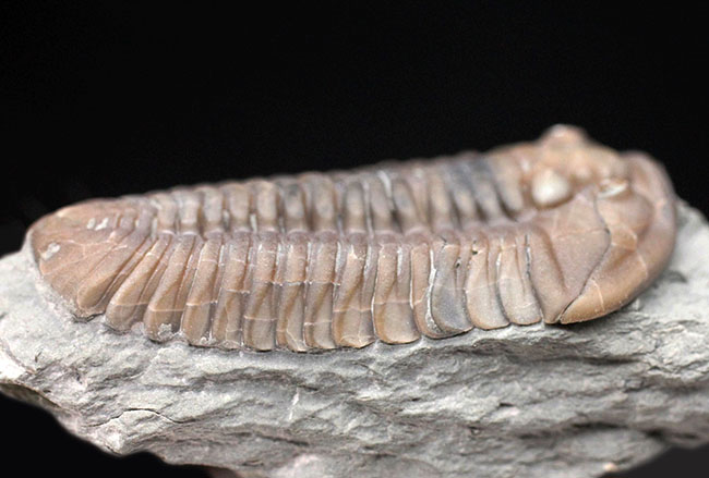 すこぶる上質な個体！米国オハイオ州産三葉虫フレキシカリメネ・ミーキ