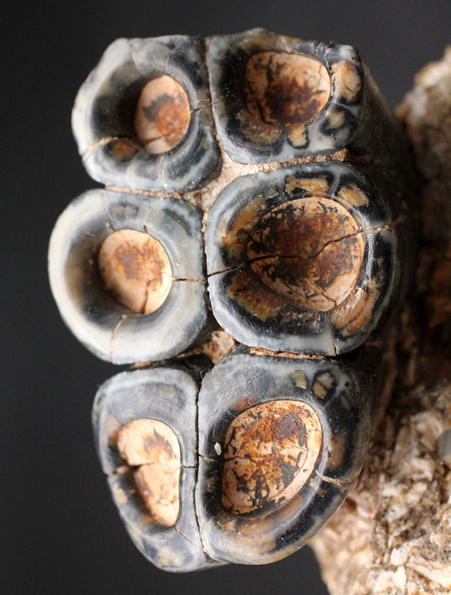 現世のカバのような存在だった?カリフォルニア州産、滅大型哺乳類デスモスチルス(Desmostylus hesperus)の大きな歯化石(その1)