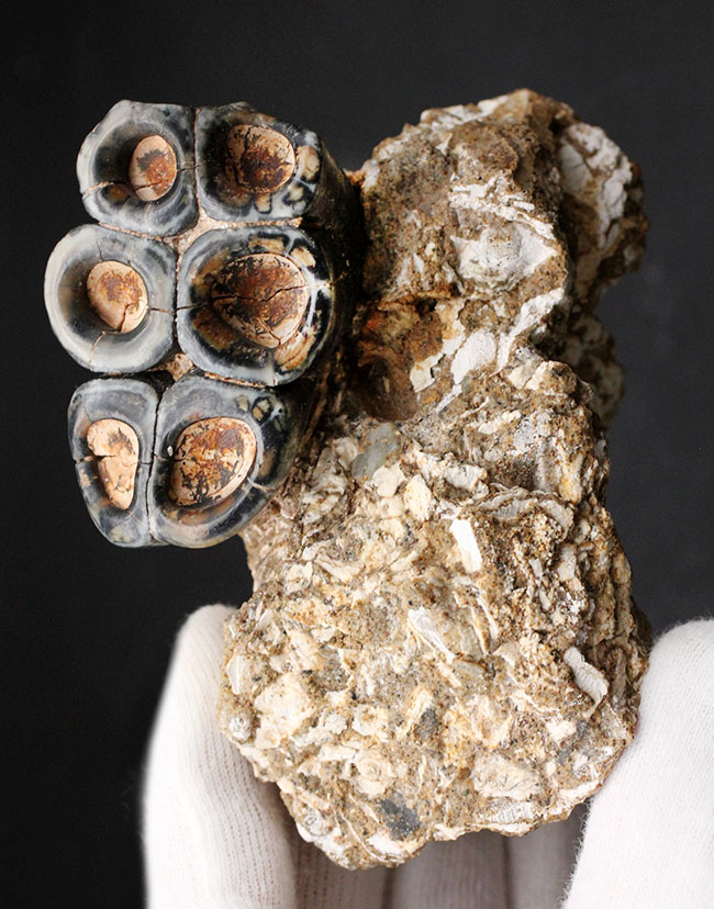 現世のカバのような存在だった?カリフォルニア州産、滅大型哺乳類デスモスチルス(Desmostylus hesperus)の大きな歯化石(その2)