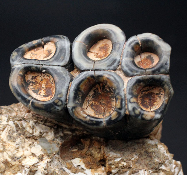 現世のカバのような存在だった?カリフォルニア州産、滅大型哺乳類デスモスチルス(Desmostylus hesperus)の大きな歯化石(その6)