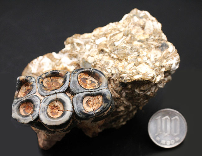 現世のカバのような存在だった?カリフォルニア州産、滅大型哺乳類デスモスチルス(Desmostylus hesperus)の大きな歯化石(その8)