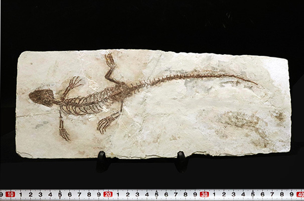 希少なオールドコレクション！ミニドラゴン！２４センチ級の特大サイズ！白亜紀を生きた水生爬虫類、マンチュロスクス（Manchurosuchus）の全身化石（その12）