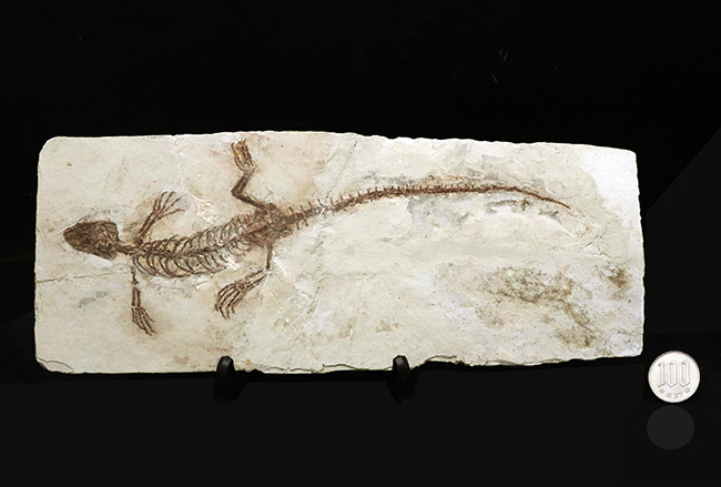 希少なオールドコレクション！ミニドラゴン！２４センチ級の特大サイズ！白亜紀を生きた水生爬虫類、マンチュロスクス（Manchurosuchus）の全身化石（その13）