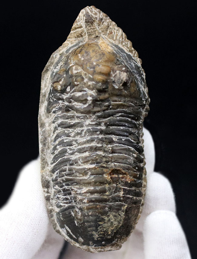 カブトムシのような特徴的な棘を持つ、モロッコ産三葉虫,モロッコニテス(Morocconites)(その1)