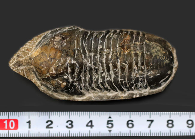 カブトムシのような特徴的な棘を持つ、モロッコ産三葉虫,モロッコニテス(Morocconites)(その10)