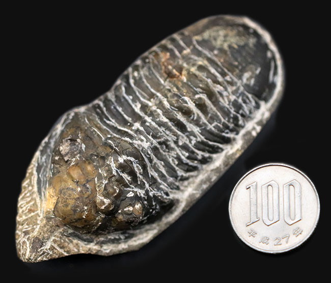 カブトムシのような特徴的な棘を持つ、モロッコ産三葉虫,モロッコニテス(Morocconites)(その11)