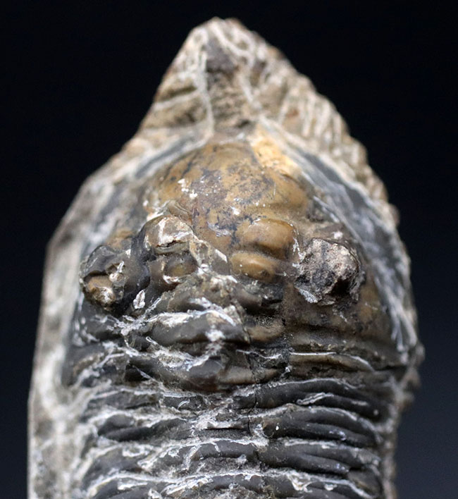 カブトムシのような特徴的な棘を持つ、モロッコ産三葉虫,モロッコニテス(Morocconites)(その2)