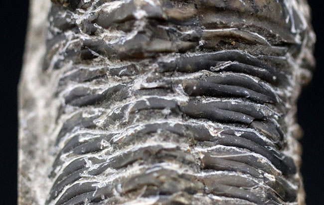 カブトムシのような特徴的な棘を持つ、モロッコ産三葉虫,モロッコニテス(Morocconites)(その3)