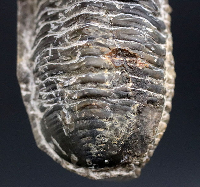 カブトムシのような特徴的な棘を持つ、モロッコ産三葉虫,モロッコニテス(Morocconites)(その4)