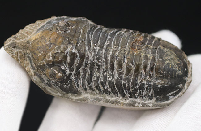 カブトムシのような特徴的な棘を持つ、モロッコ産三葉虫,モロッコニテス(Morocconites)(その5)